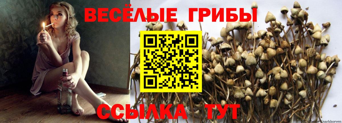 Псилоцибиновые грибы Cubensis Елец